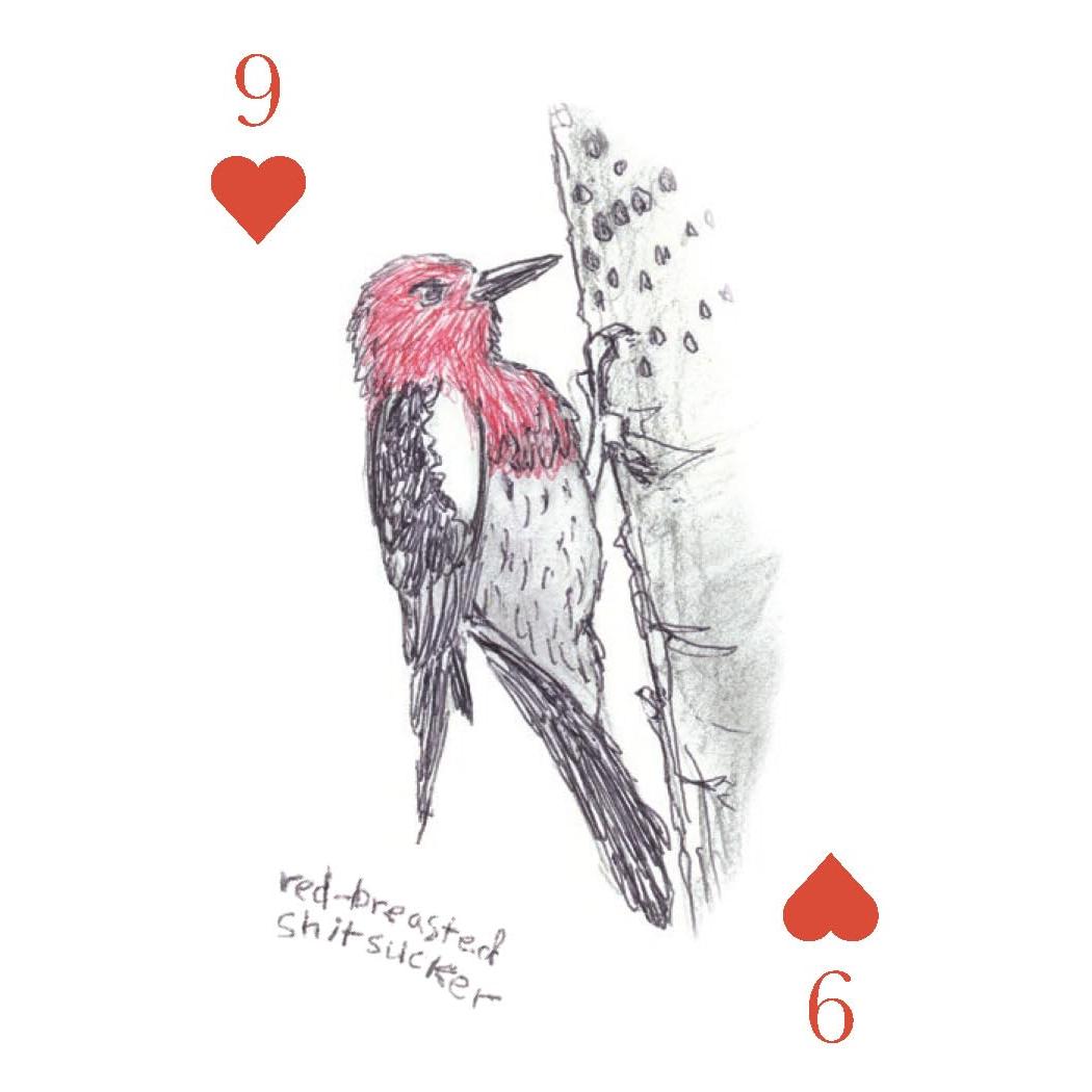 Chronicle - Field Guide to Dumb Birds - Playing Cards