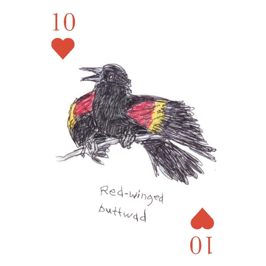 Chronicle - Field Guide to Dumb Birds - Playing Cards